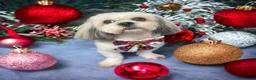 Lhasa Apso dogs for sale: Beautiful Lhasa Apso - 6 Years Old in Redcar - Advert 5