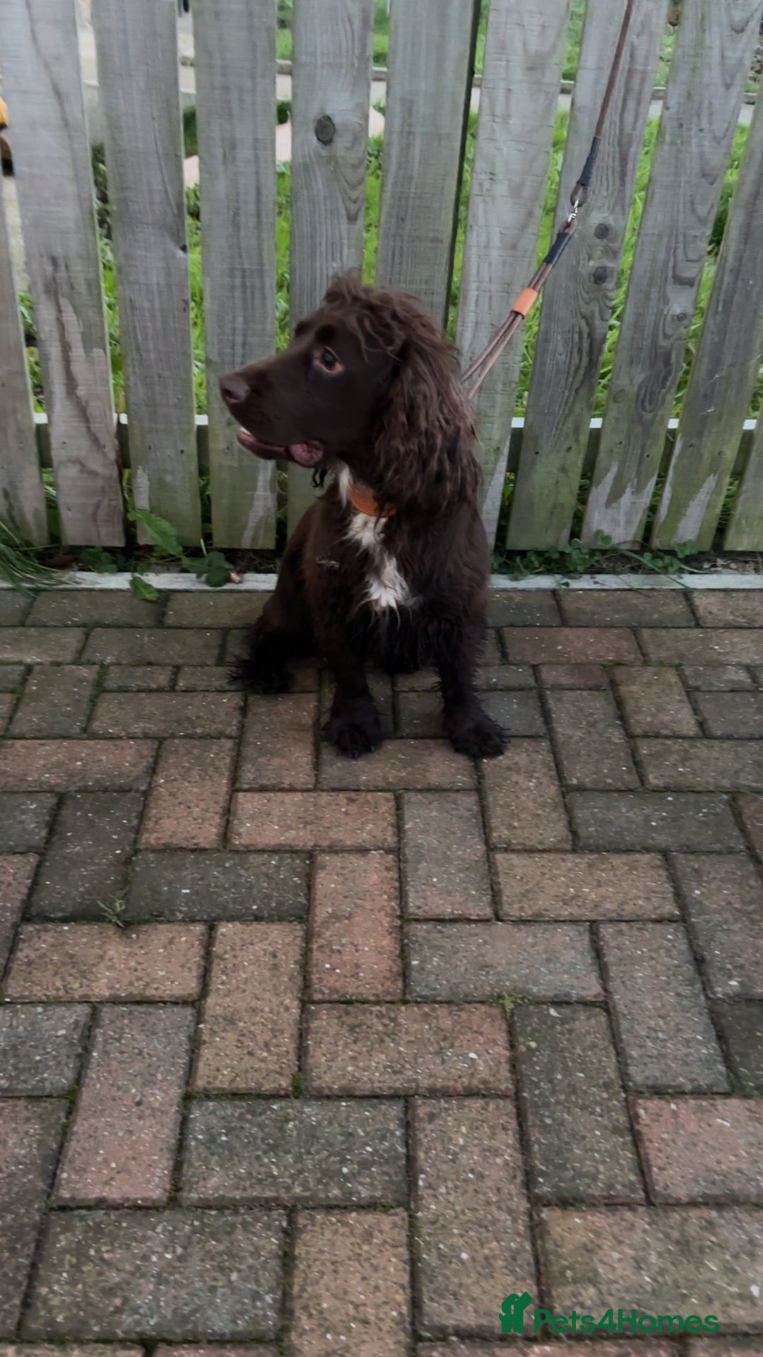 Cocker Spaniel dogs for sale: Lovely full of life male chocolate cocker spaniel. - Advert 3