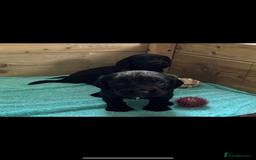 Cocker Spaniel dogs for sale: 5 Adorable working cocker spaniel pups 🐶  - Image 13