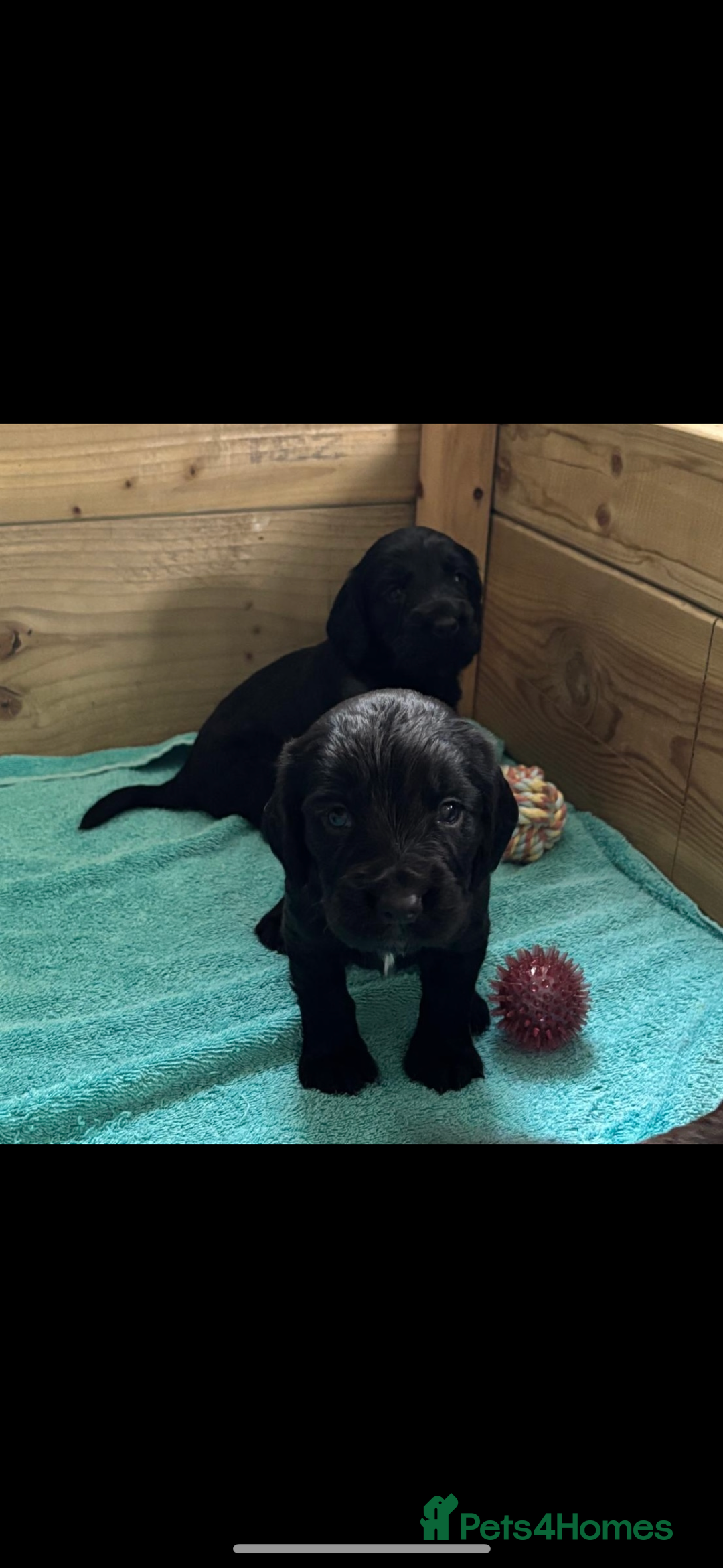 Cocker Spaniel dogs for sale: 5 Adorable working cocker spaniel pups 🐶  - Image 13