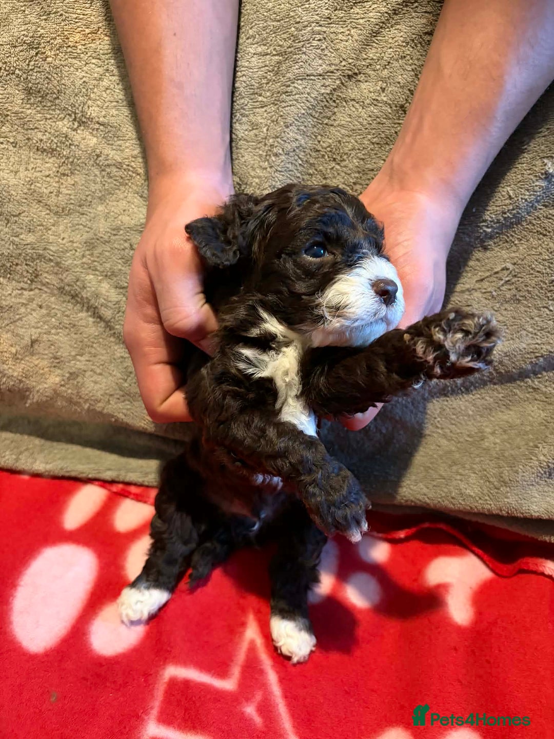 Cockapoo dogs for sale: Stunning health tested F1b toy cockapoos - Advert 3