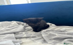Mixed Breed cats for sale: Beautiful Domestic Shorthair Kittens grey / black - Image 18