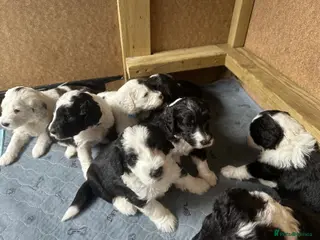 Sheepadoodle dogs F1 Sheepadoodles for sale Ready 19th April - Advert 9