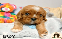 Cavalier King Charles Spaniel dogs for sale: KC puppies Cavalier King charles spaniel🥰🐶🐶🐶 - Advert 1