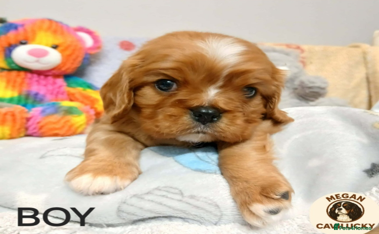 Cavalier King Charles Spaniel dogs KC puppies Cavalier King charles spaniel🥰🐶🐶🐶 - Advert 14