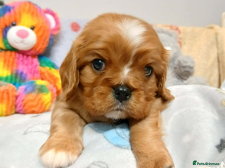 Cavalier King Charles Spaniel dogs KC puppies Cavalier King charles spaniel🥰🐶🐶🐶 - Advert 16