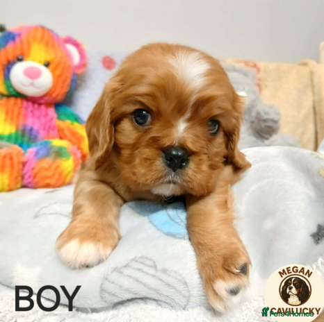 Cavalier King Charles Spaniel dogs KC puppies Cavalier King charles spaniel🥰🐶🐶🐶 - Advert 8