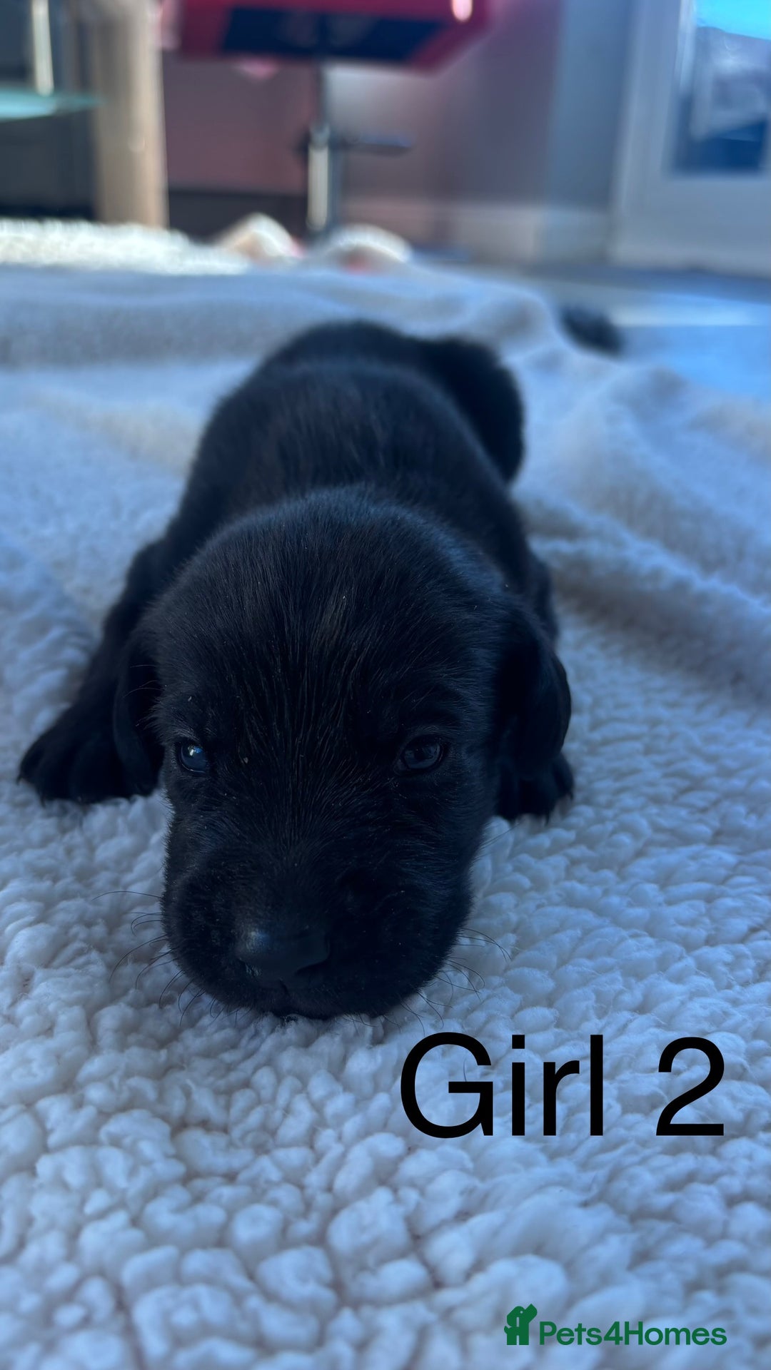Labrador Retriever dogs for sale: KC registered Labrador pups - Advert 4