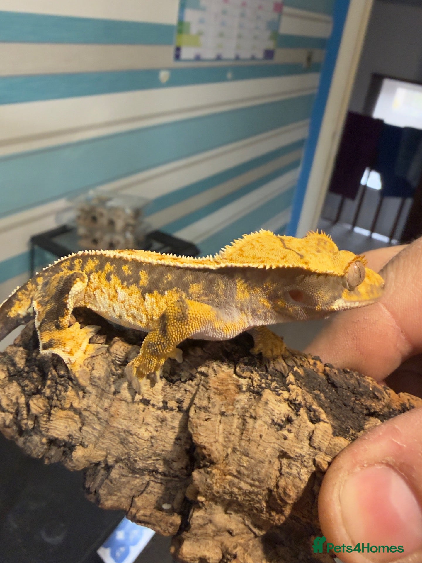 Gecko reptiles CRESTED GECKOS £80 each  - Advert 2