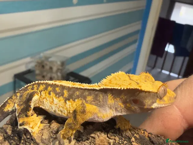 Gecko reptiles CRESTED GECKOS £80 each - Advert 2