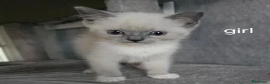 Ragdoll 3