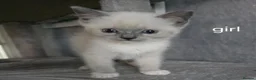 Ragdoll cats for sale: 3 rgdoll  kittens - Advert 3