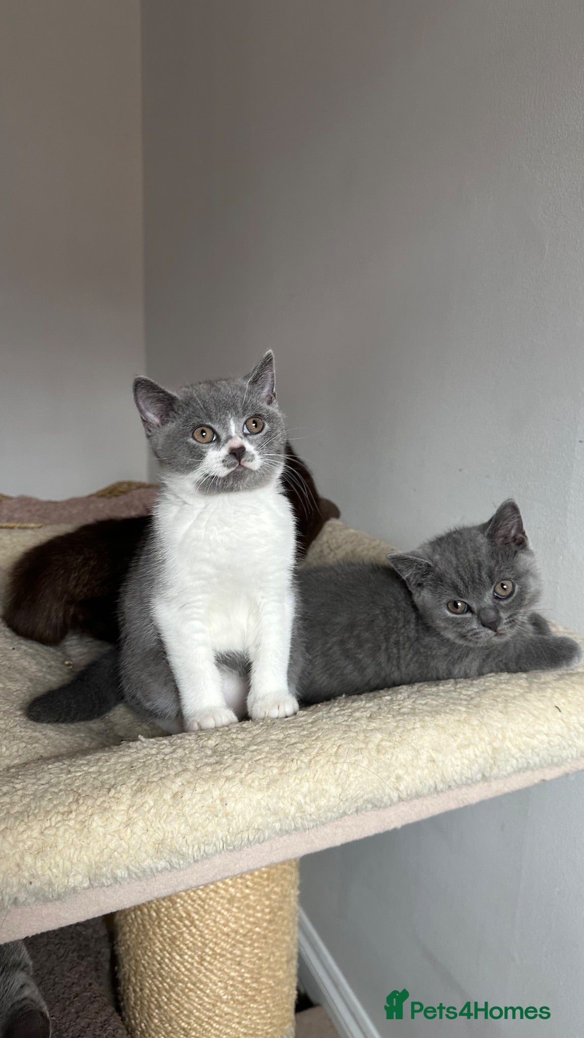 British Shorthair cats 🐾Blue and White British Shorthair Boys  - Advert 1