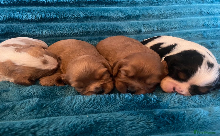 Cavalier King Charles Spaniel dogs - Advert 6