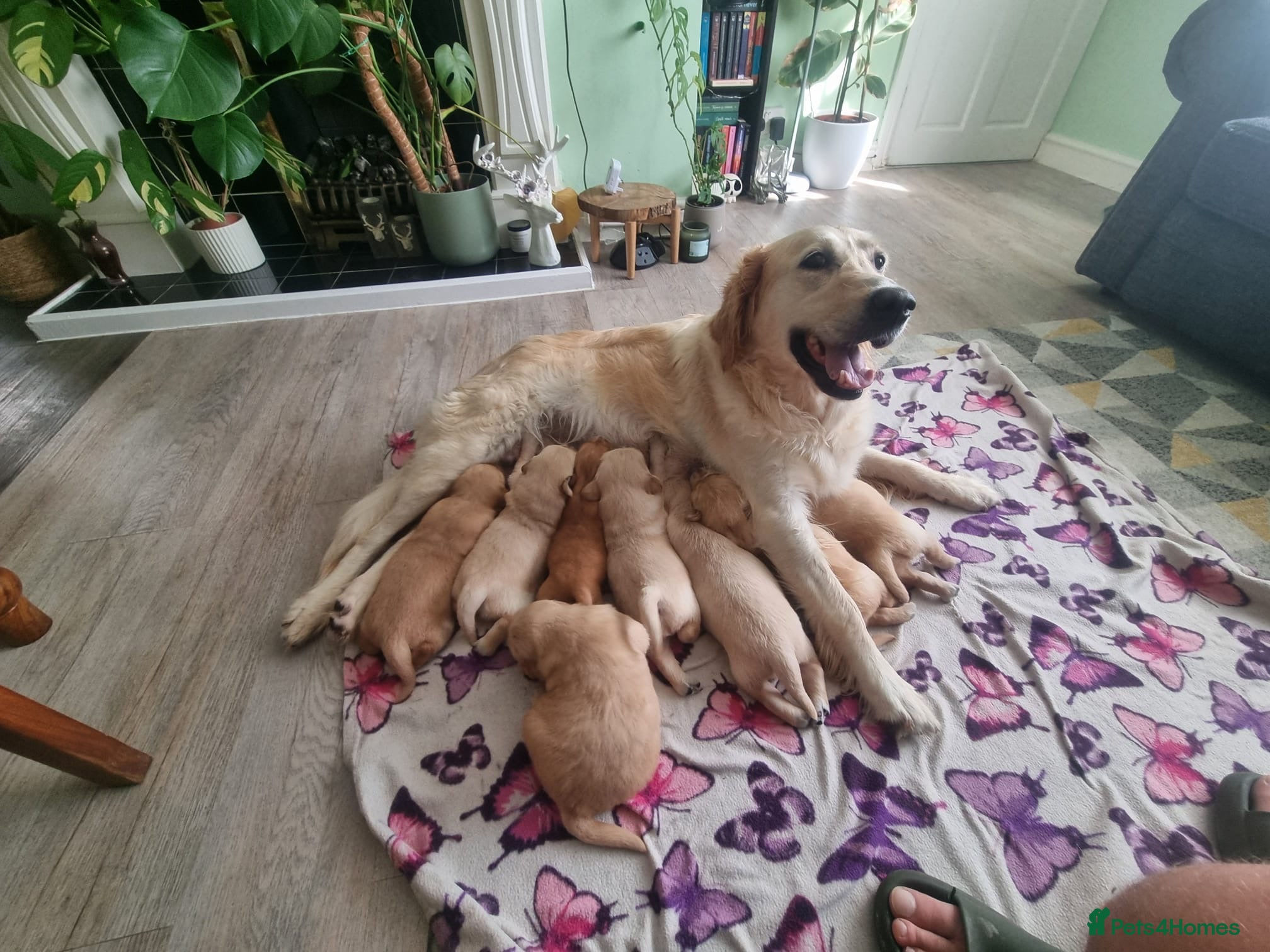 Golden Retriever dogs EXCEPȚIONAL GOLDEN RETRIVIER PUPPIES💙🩷 - Advert 1
