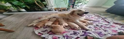 Golden Retriever dogs for sale: EXCEPȚIONAL GOLDEN RETRIVIER PUPPIES💙🩷 - Advert 1
