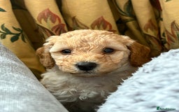 Toy Poodle dogs for sale: Stunning litter of Toy Poodles - Image 17