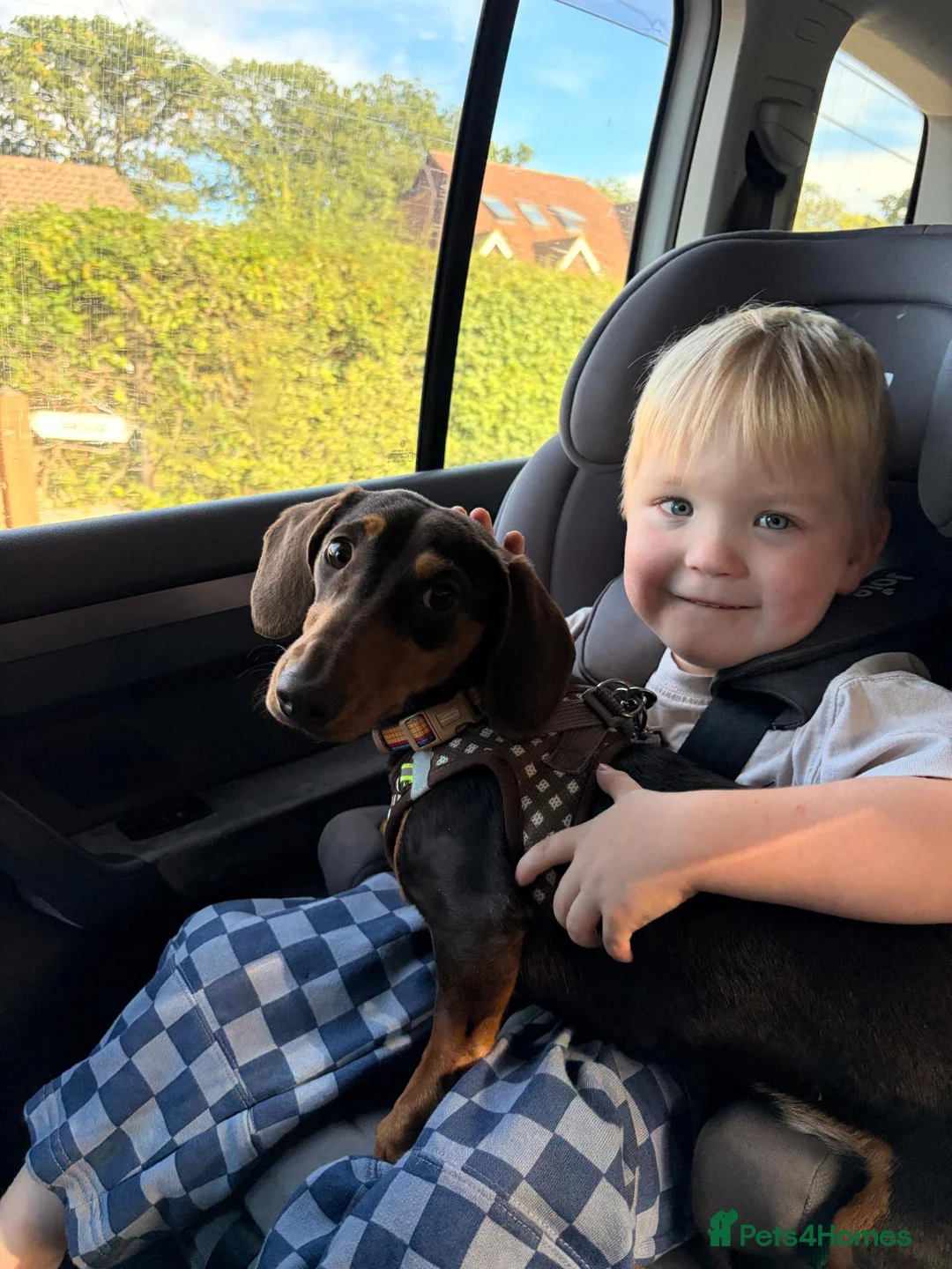 Miniature Dachshund dogs for sale: Meet Milo – 10-Month-Old Miniature Dachshund in Bordon - Advert 2