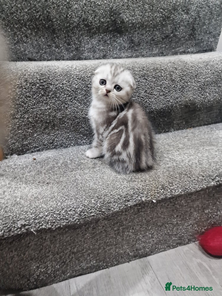 Free Kittens for sale | Pets4Homes