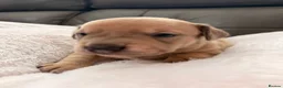 Mixed Breed dogs for sale: French sausages - Advert 11