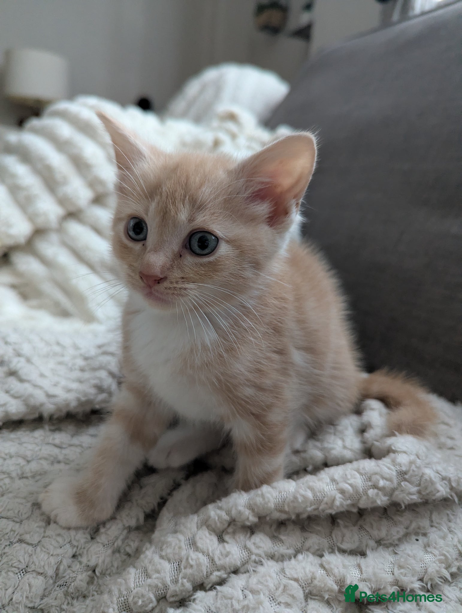 Mixed Breed Kitten 10