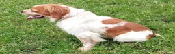 Brittany Spaniel dogs for adoption: Ron, beautiful young Brittany - Advert 7