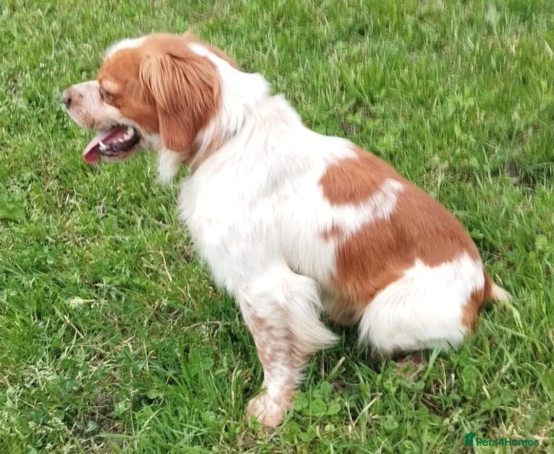 Brittany Spaniel dogs for adoption: Ron, beautiful young Brittany - Advert 7