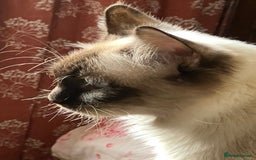 Ragdoll cats for sale: Ragdoll Cross Female Kittens - Image 12