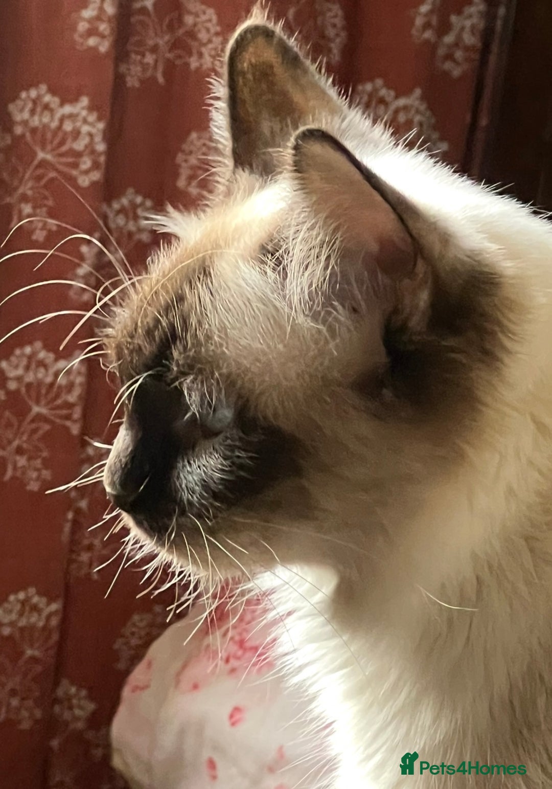 Ragdoll cats for sale: Ragdoll Cross Female Kittens - Image 12