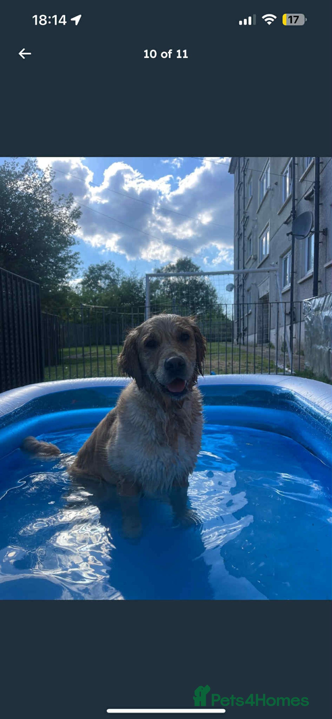 Golden Retriever dogs for sale: Golden Retriever puppies - Loving Homes Wanted  - Image 6