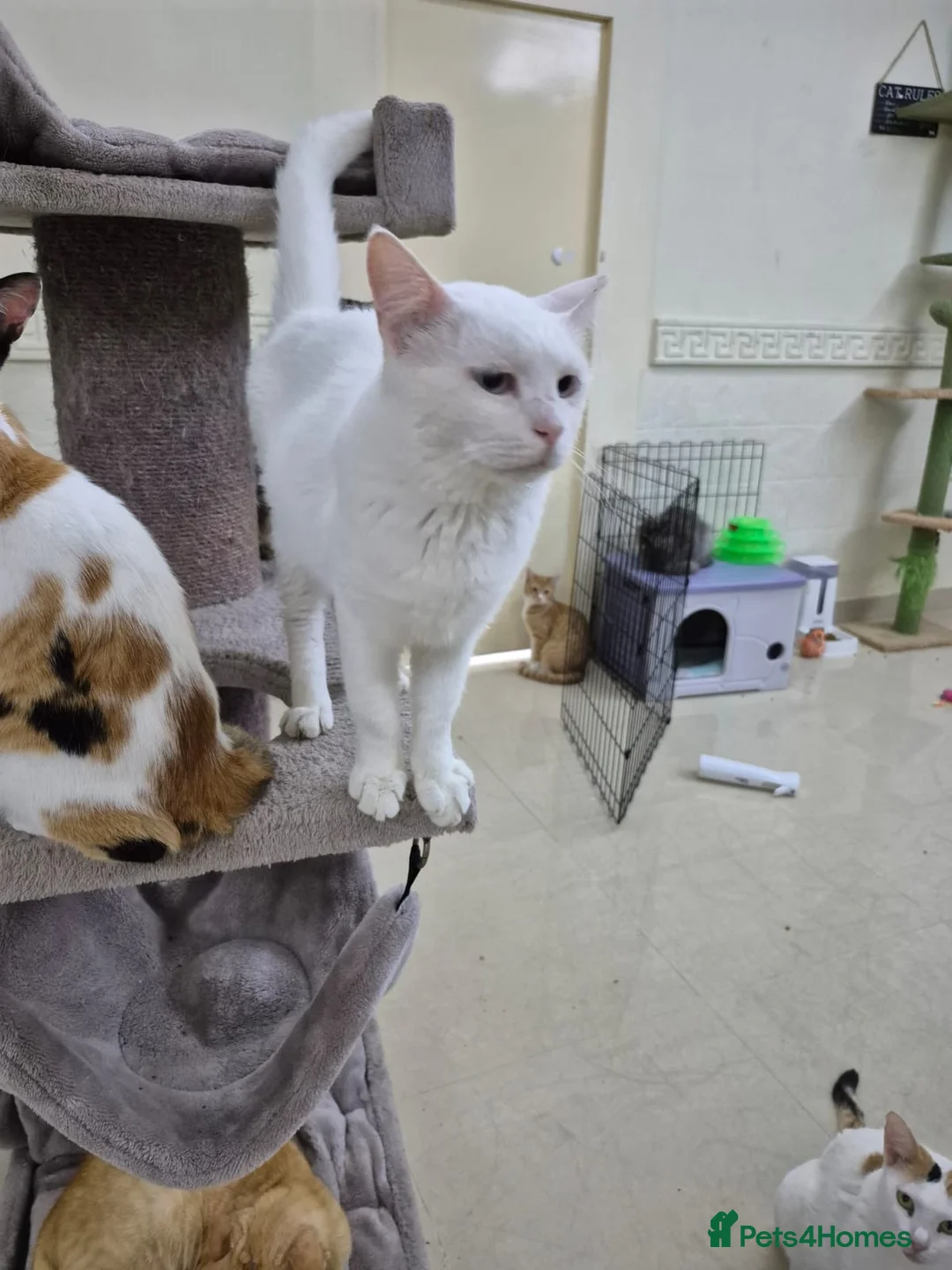 Domestic Shorthair cats for adoption: Azure - Advert 2