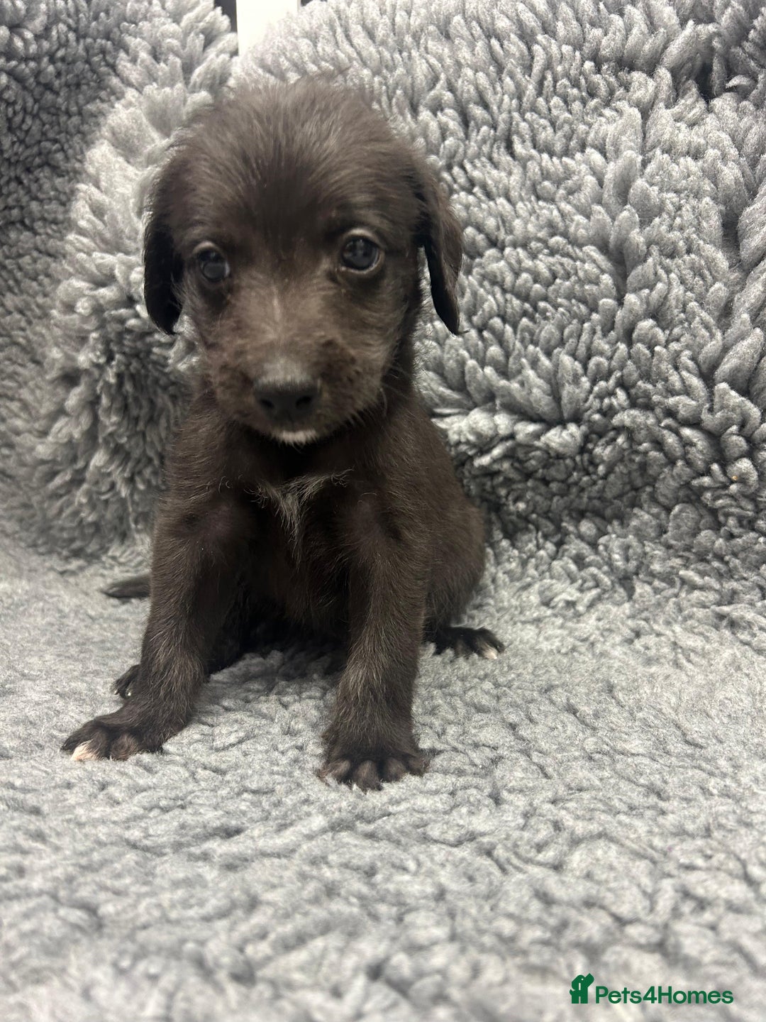 Mixed Breed dogs for sale: GENUINE BEDDY WHIPPETS 2 BOYS LEFT - Advert 24