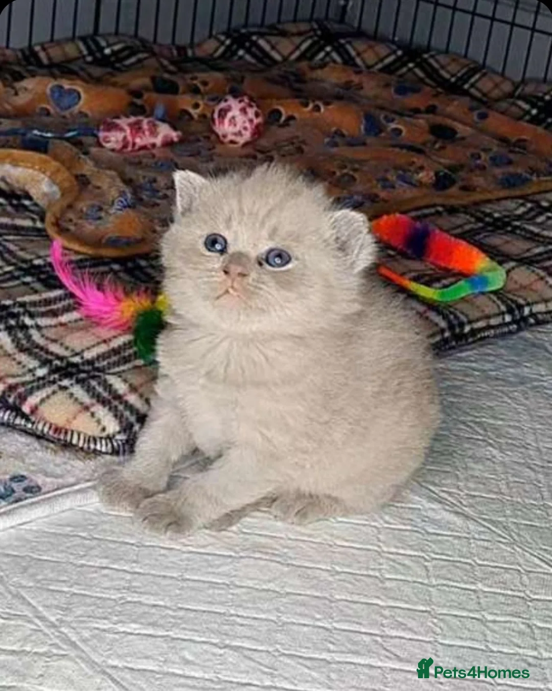 British Shorthair cats for sale: Blue point bsh babies 👶 - Advert 7