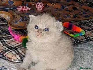 British Shorthair cats Cream bsh babies 👶 - Advert 13