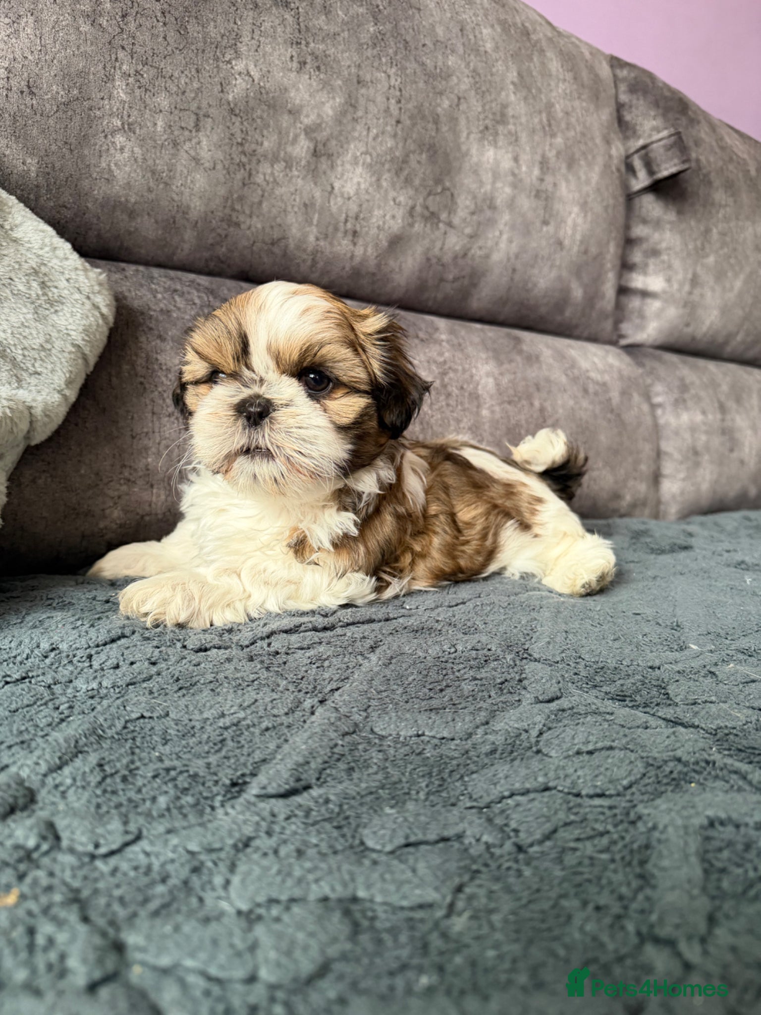 Shih Tzu dogs Beautiful Shihtzu Puppy’s BoYs leFt - Advert 2