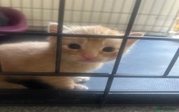Mixed Breed cats for sale: Kittens for sale - Image 5