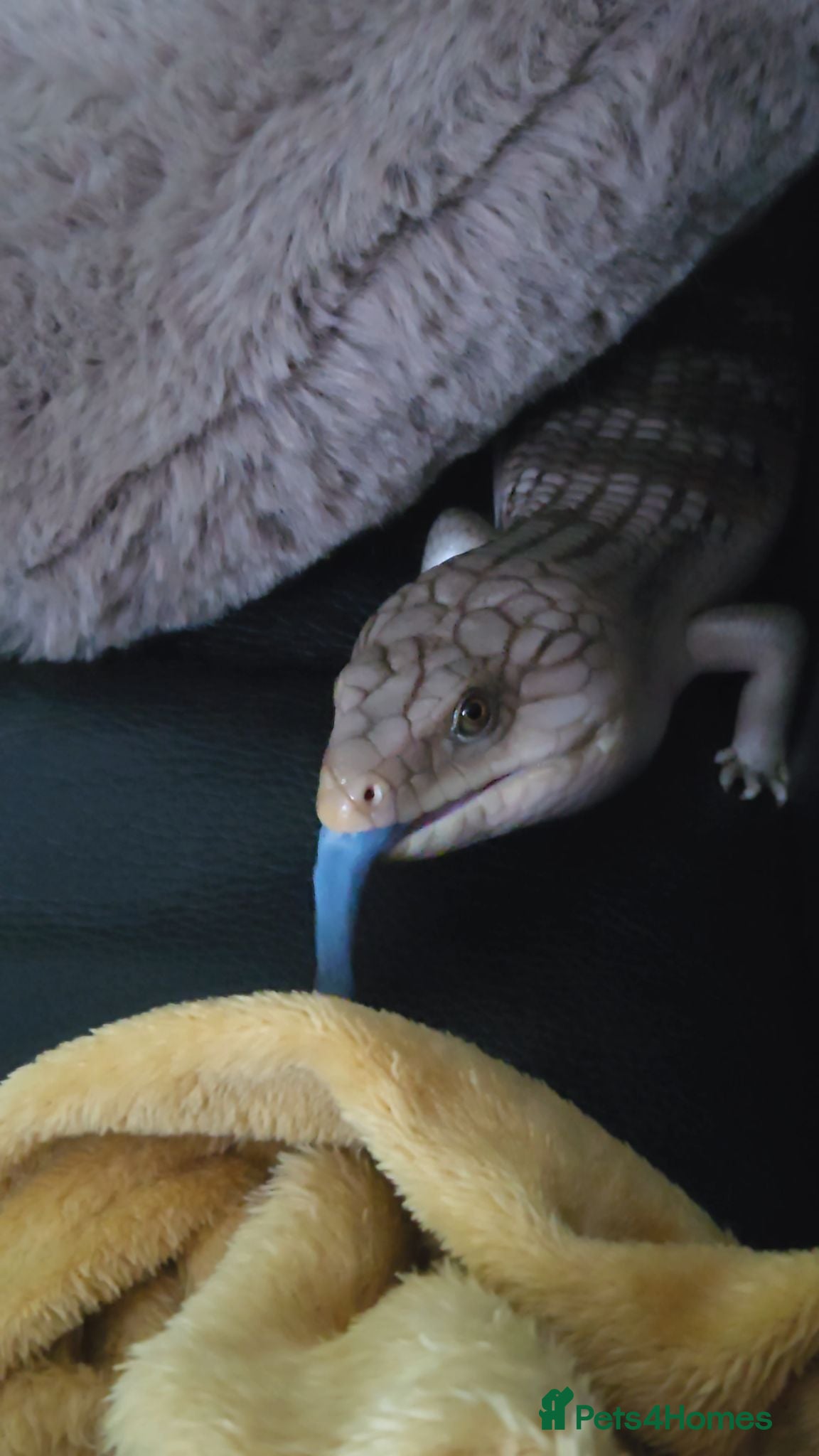 Skink reptiles Northern blue tongue skink - Advert 1