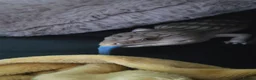Skink reptiles for sale: Northern blue tongue skink - Advert 1
