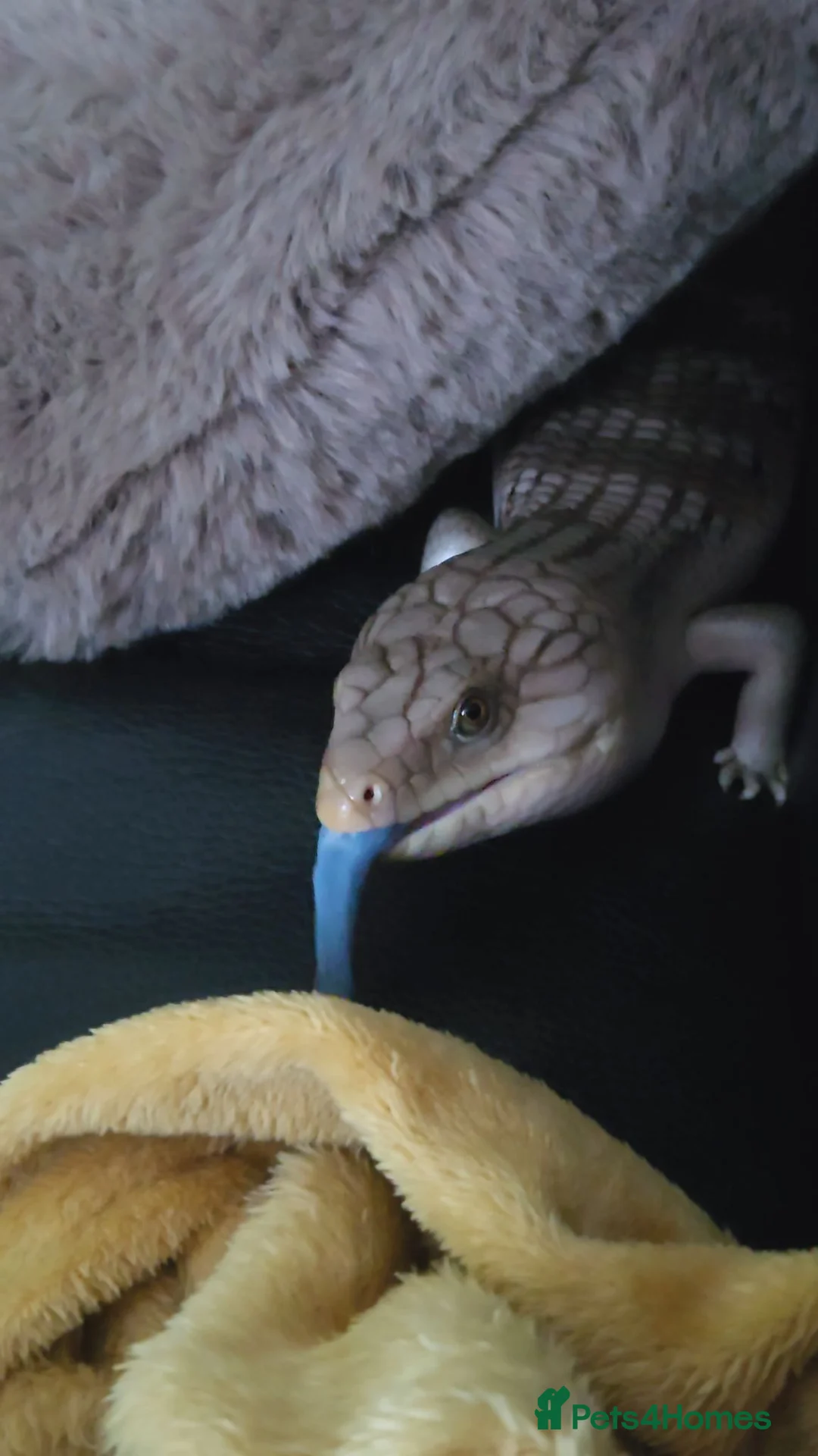 Skink reptiles for sale: Northern blue tongue skink - Advert 1