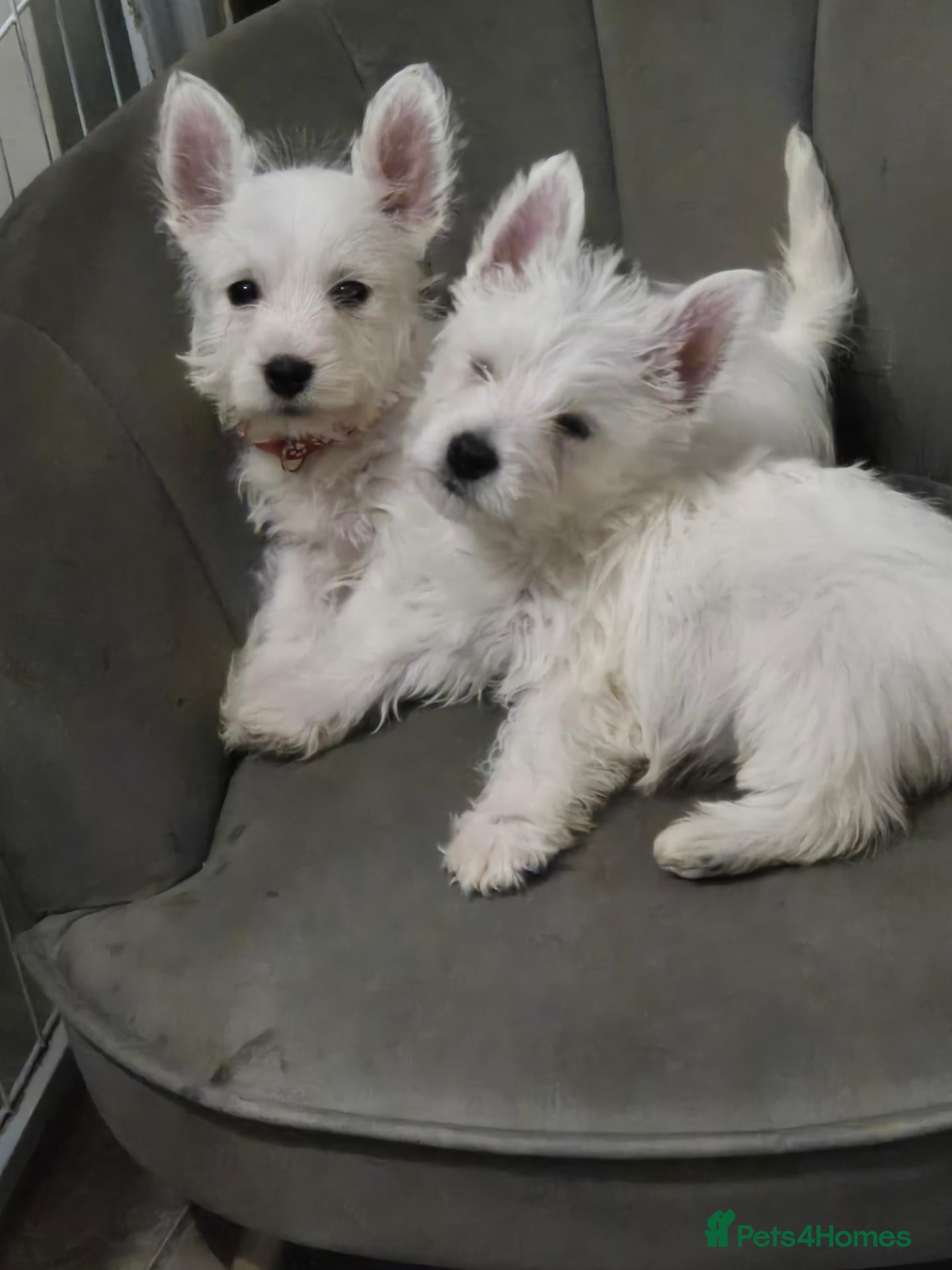 West Highland Terrier dogs 5 x boys 1x girl Westie puppies  - Advert 10
