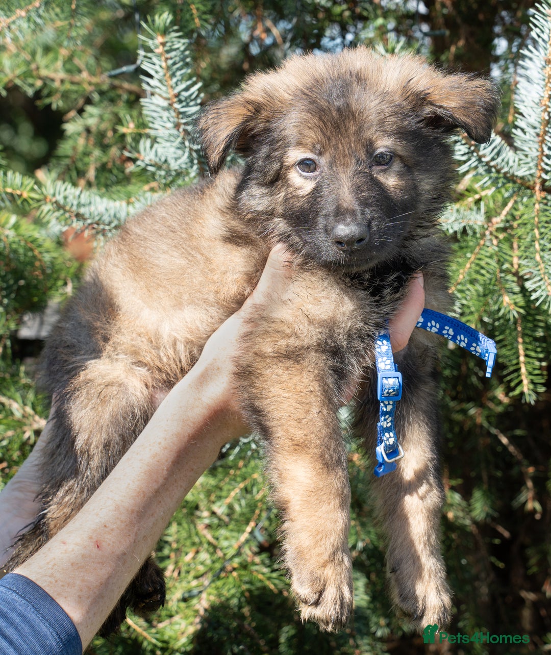 German Shepherd dogs for sale: German Shepherd Puppies - Image 28
