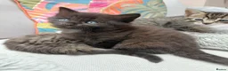 Maine Coon cats for sale: Half Main coon kittens  - Advert 8
