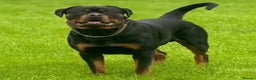 Rottweiler dogs for stud: 100% German Rottweiler - Advert 2