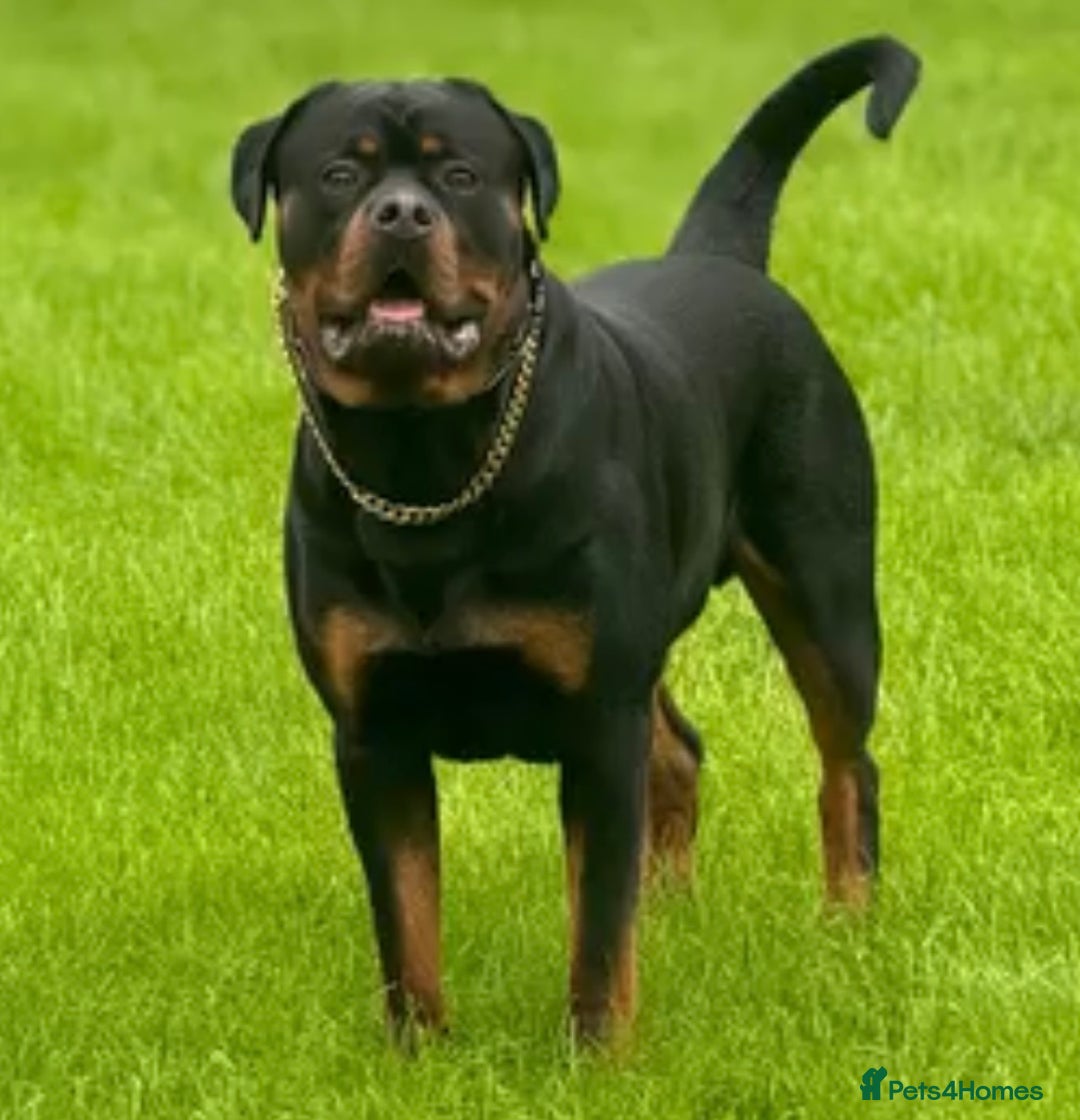 Rottweiler dogs for stud: 100% German Rottweiler - Advert 2