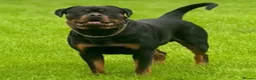 Rottweiler dogs for stud: 100% German Rottweiler | KC REGISTERED - Advert 2