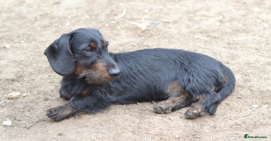 Miniature Dachshund dogs - Advert 7