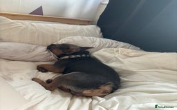 French Bulldog dogs for sale: 3 year old male French bull dog  - Image 5