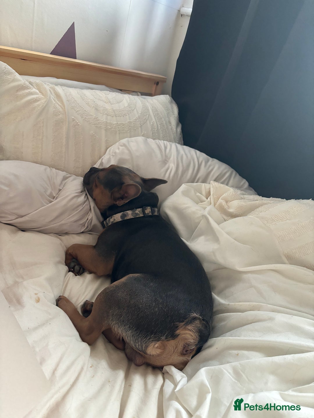 French Bulldog dogs for sale: 3 year old male French bull dog  - Image 5