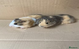 Guinea Pig rodents for sale: Baby Female Guinea Pigs  - Image 1