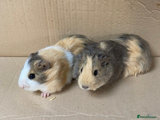 Guinea Pig rodents - Advert 1